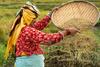 23_Oct_2021-_Kathmandu_Nepal-A_woman_separates_rice.jpg