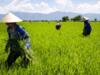 mediaitem/Flickr_photo_Vietnamese_agriculture_juiste_formaat_