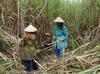 mediaitem/Vrouwen_oogsten_suikerriet_in_Surabaya_Indonesi_fot