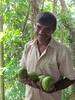 Avocado_s_Sri_Lanka