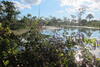 The Pantanal in normal times: water and green vegetation