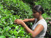 Picking_tea_from_analog_forest_1_Sri_Lanka