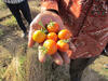 Tomatoes from Burkina Faso