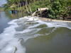 paper_industry_wastewater_pipe_in_Surabaya_river_In