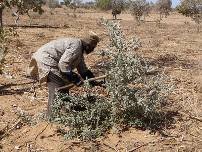 Farmer using traditional pruning techniques in Niger