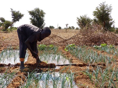 Garden in Batodi, commune of Illela, Tahoua region, Niger