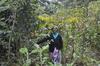 Mrs. Ruth Kirimi at her farm where she has planted variety of fruit trees as part of enhancing foos security.