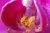 Orchid.gif