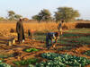 Rising groundwater level in vegetable garden of farmer Batodi in Niger