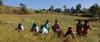Samai-Little-Millet-Harvest-barefoot-ecologists-web-header_photo by Keystone