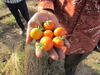 Tomatoes from the regreened sahel (Burkina Faso 2018)