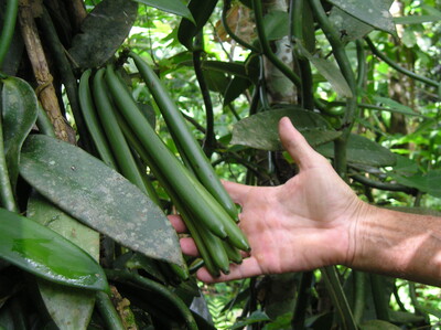 Vanilla in Forest garden, Costa Rica