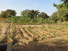 demonstration site of farmer-led natural regeneration in Burkina Faso