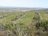 organic rooibos in the Suid Bokkeveld